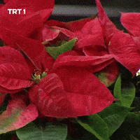 Flower Garden GIF by TRT