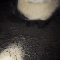 Dance Party GIF