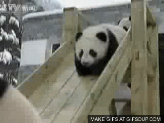 panda slide GIF