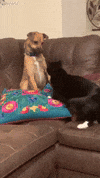 Video gif. A small dog and cat play fight on a sectional sofa. The dog is backed into a corner and raises its paws as the cat slinks closer, flicking its tail in excitement. 