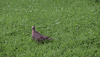 Bird Wildlife GIF by JC Property Professionals