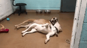 fun dogs GIF by Humane Rescue Alliance