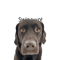 chocolatelab_bailey dog swipeup bailey labrador Sticker