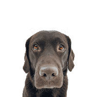 chocolatelab_bailey dog swipeup bailey labrador Sticker