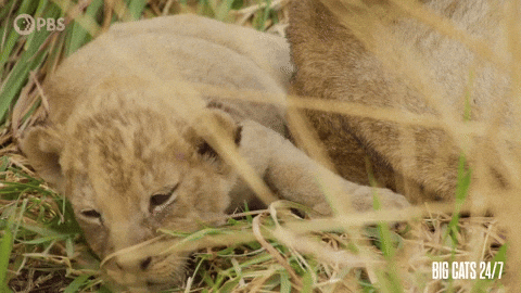 Tired Season 2 GIF by PBS