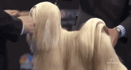 national dog show 2018 GIF by NBC