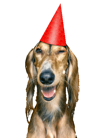 20Let Sticker by Super zoo