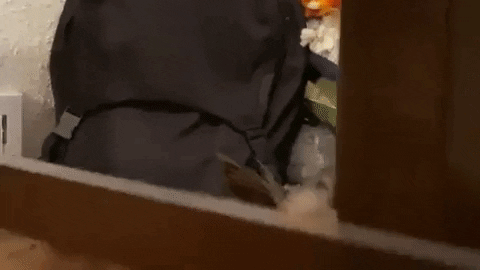 das_kfmw giphygifmaker GIF