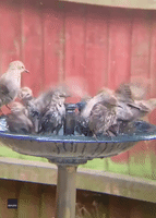 English Birds Crowd Birdbath as Heat Wave Hits UK