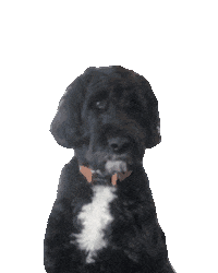 Dog What Sticker by Democracy Docket