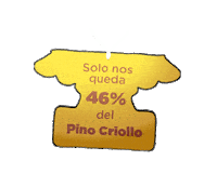 PinoCriollo pino criollo pinocriollo pinus occidentalis Sticker