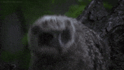 wild russia owl GIF by Head Like an Orange