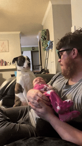 cuteanimalland giphyupload GIF