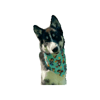 Head Tilt Fluffy Dog Sticker by Geekster Pets