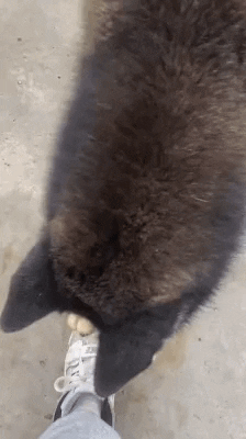 cuteanimalland giphyupload GIF