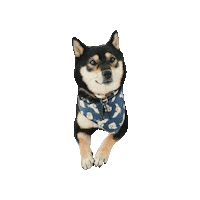 Shiba Inu Harry Potter Dog Sticker by Geekster Pets