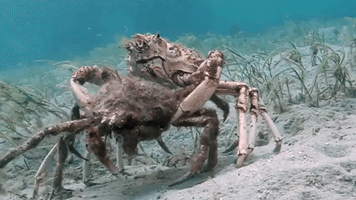 The Uber of Crabs? Two Spider Crabs Form a Mating Pair After Migrating En Masse to Melbourne