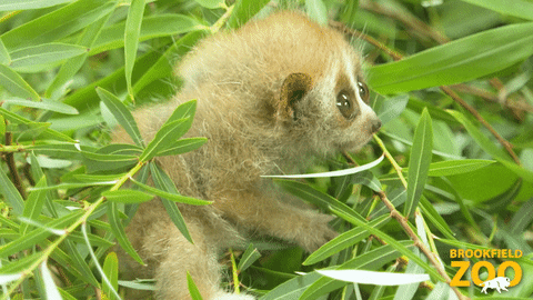 Baby Loris GIF by Brookfield Zoo
