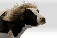 cow GIF