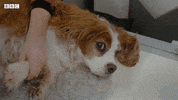 Bbc Two Pets GIF by BBC