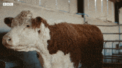 Bbc Two Pets GIF by BBC