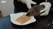Bbc Two Pets GIF by BBC