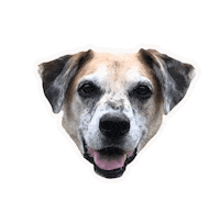 Puck Dog Sticker by Pecksadventurepack