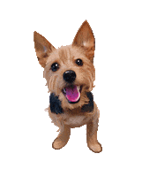 Yorkshire Terrier Sticker