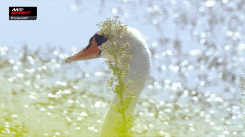 Racing Motorcycle GIF by MotoGP™