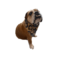 Doctor Who Phoenix Sticker by Geekster Pets