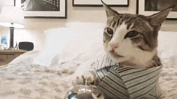 cat morning bell pajamas صباح GIF