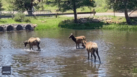 Excited Elk Splash Around in Estes Park Pond