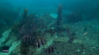 Diver Films Beautiful Angelfish Darting Through Twilit Underwater Haven