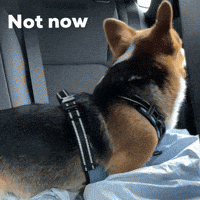Not Now GIF