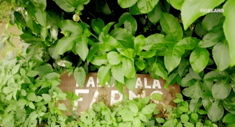 viceland GIF by JUNGLETOWN