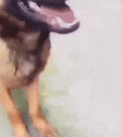 Dog Smell GIF