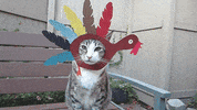 Video gif. Cat sits on a bench, wearing a paper cutout of a turkey like a mask around its face.