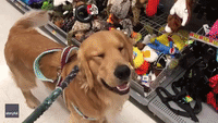 Service Dog Selects Toy to Commemorate One Year's Service With His Owner