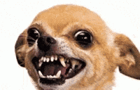 Angry Dog GIF