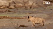 soul of the cat GIF by Nat Geo Wild 