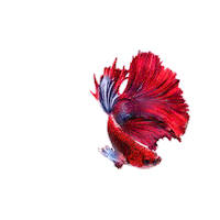 Rumblefish Sticker by HYDE