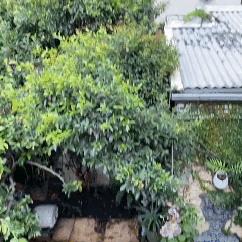 'So Lucky!': Sydney Resident Close to Being Crushed by Tree During Severe Storm