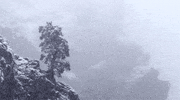 Video gif. Snow falls around the side of a mountain, where a lone tree is growing.