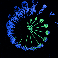 insomniacevents insomniac GIF