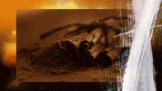 scotch whisky alcohol GIF by Chivas Regal