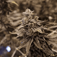 Grow Growing Pains GIF by Exclusive Brands