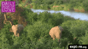baby animal love GIF by explore.org