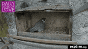 baby love GIF by explore.org