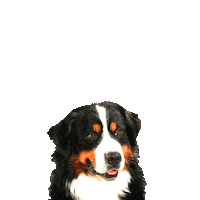 sagamelle major crb crocblanc teamcrb Sticker