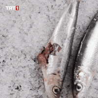 Fish Eat GIF by TRT